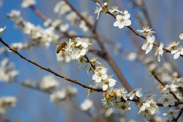 Grenar Blommande Våren Päron Träd Suddig Bakgrund — Stockfoto