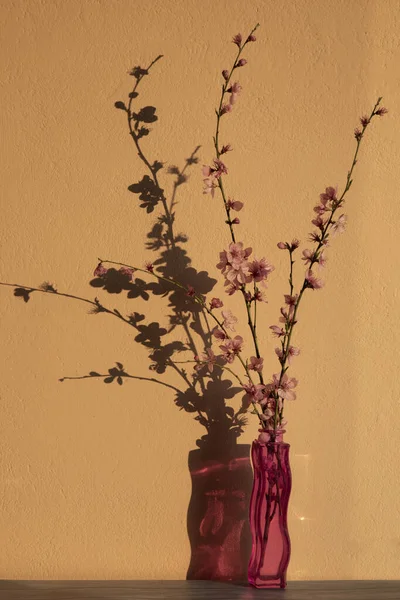 Гілки Квітучого Персика Вазі Рожевому Фоні — стокове фото