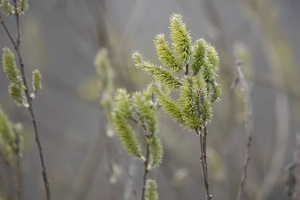 Blooming Pussy Willow Lake Blurred Background — Foto Stock