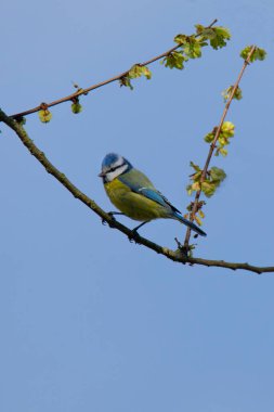 blue tit (Parus caeruleus ) on a tree branch against the blue sky in spring