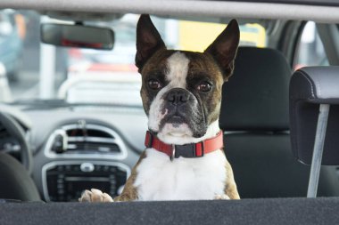  Bir arabanın arka koltuğunda tatile çıkan komik Boston teriyeri.