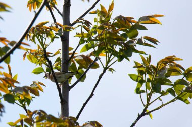 Baharda bir fındık ağacının dalları Mavi gökyüzünde küçük bir kuş ispinozu ile