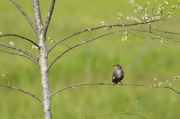 Jeune Peuplier Vert Avec Une Grive Sur Une Branche Printemps — Photo