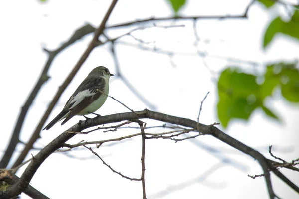 Svart Sjuksköterska Fågel Ficedula Hypoleuca Grenen Våren — Stockfoto