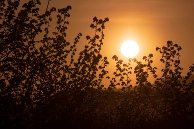 Batan güneş, yoğun bir yeşilliğin ardından doğar.