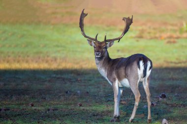 Büyük geyik çayıra bakıyor.