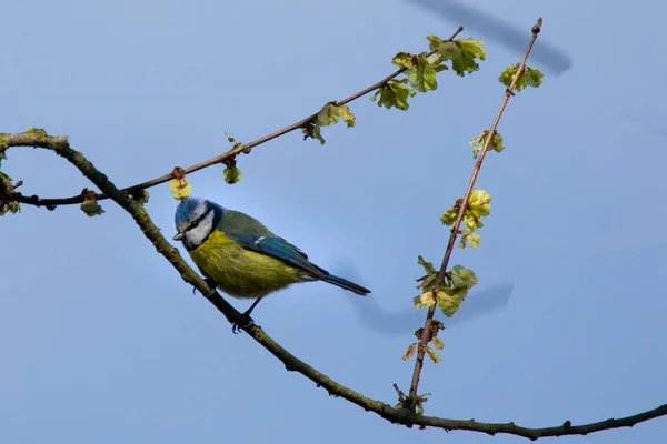 Blue Tit Parus Caeruleus Branch Flowering Tree Spring Background Blue — Fotografia de Stock