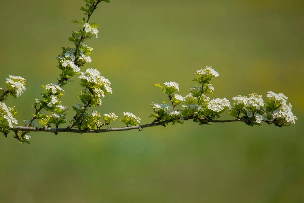 Kvetoucí Větev Hlohu Rozmazaném Pozadí Jaře — Stock fotografie