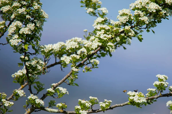 Blommande Hagtorn Gren Suddig Bakgrund Våren — Stockfoto