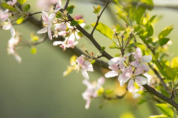 Bulanık Bir Arka Planda Çiçek Açan Bir Bahar Elma Ağacının — Stok fotoğraf