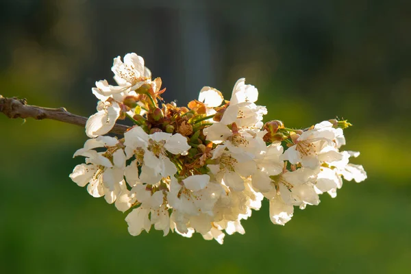 Ramas Peral Primaveral Flor Sobre Fondo Borroso — Foto de Stock