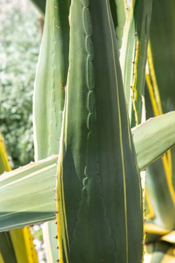Dev bir aloe yaprağının üzerindeki süslü süs.