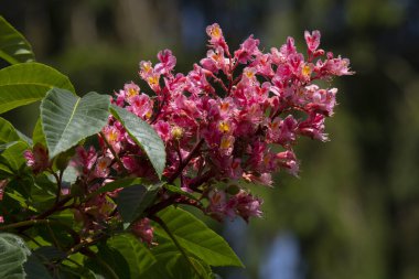 Kırmızı Kestane 'nin bulanık arkaplandaki dalı