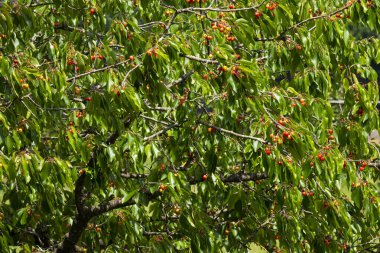Yazın olgun meyveli kiraz ağacı