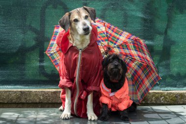 Komik Schnauzer ve yağmurlukta şemsiyenin altında büyük sarı köpek.