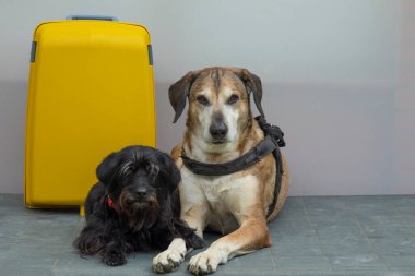 Büyük sarı köpek ve sarı bavullu küçük siyah köpek. Köpeklerle seyahat kavramı