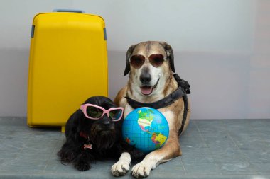 Büyük sarı köpek ve güneş gözlüklü küçük siyah köpek gezintiye hazırlar, sarı bavulları ve küresi var. Köpeklerle seyahat kavramı.