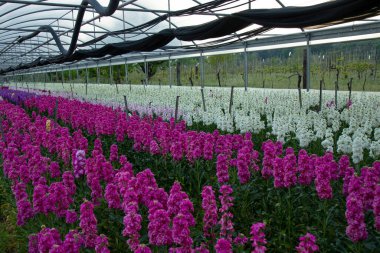 Pembe beyaz Matthiola Incana çiçekli büyük bir sera.