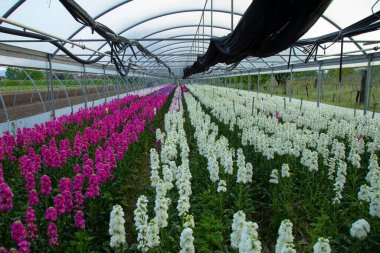 Pembe beyaz Matthiola Incana çiçekli büyük bir sera.