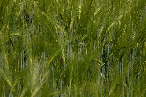 Grande Campo Trigo Centeio Triticale Verde Foco Seletivo — Fotografia de Stock