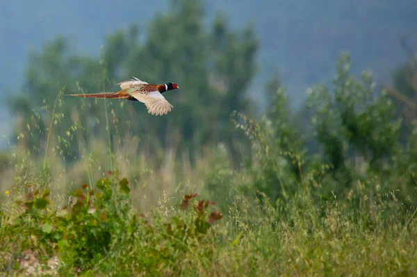Vacker Fasan Phasianus Colchicus Flyger Lågt Över Ängen — Stockfoto