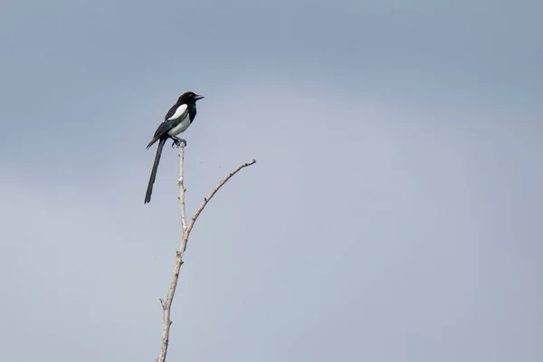 Magpie Ett Träd Mot Den Blå — Stockfoto