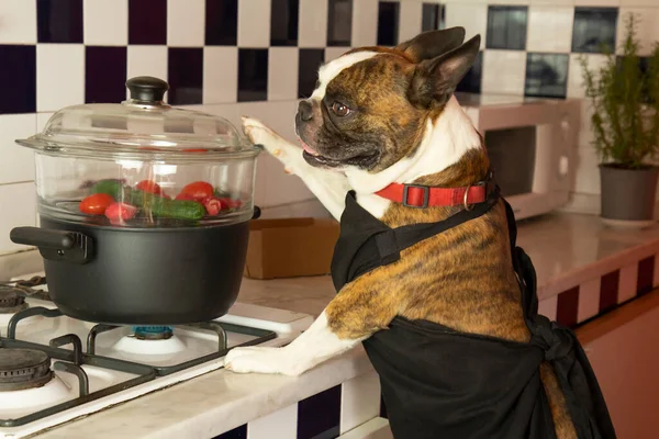 Humorous photography , dogs acting like humans . Boston Terrier in a black apron cooking vegetables in a steamer