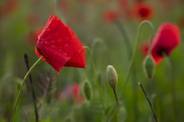 Belle Fleur Pavot Rouge Unique Avec Des Gouttes Rosée Sur — Photo