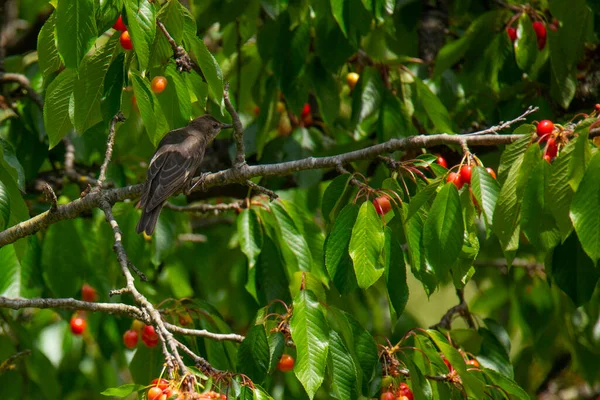 Branche Cerisier Avec Des Baies Rouges Attrape Mouches Assis Dessus — Photo