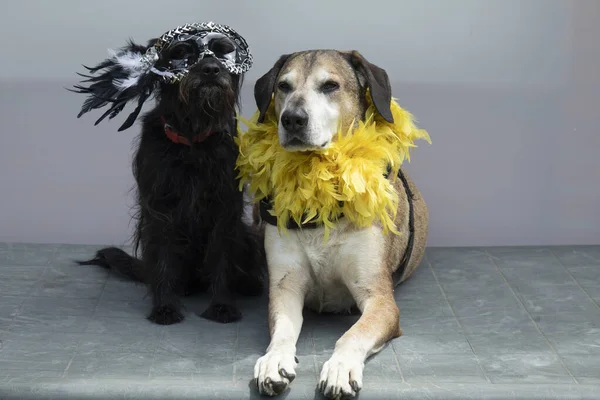 funny big yellow and small black dog in carnival venetian masks e boa