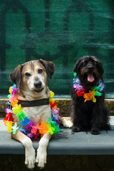 Big yellow dog and small black dog with flower garlands around their necks on vacation