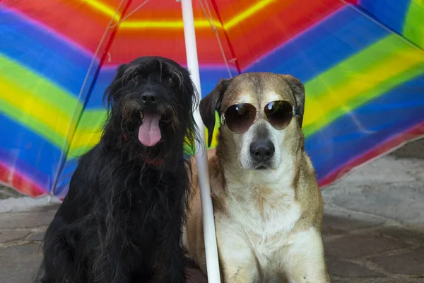 Big yellow dog and small black dog with sunglasses under umbrella on vacation