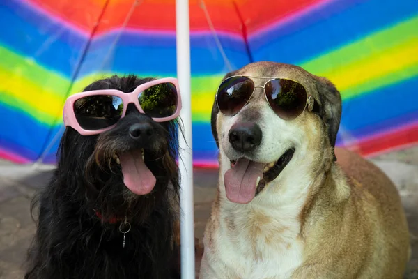 Big yellow dog and small black dog with sunglasses under umbrella on vacation