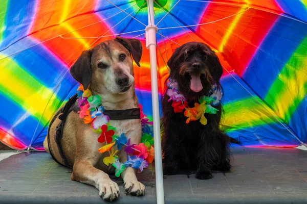 Big yellow dog and small black dog under the umbrella on vacation