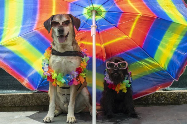 Big yellow dog and small black dog with sunglasses under umbrella on vacation