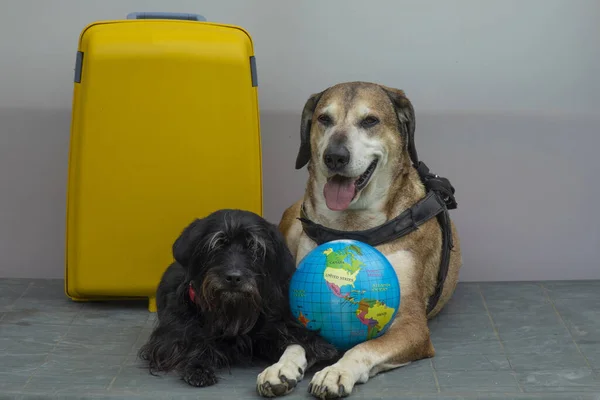 Big yellow dog and small black dog with sunglasses are ready for trip , they are with yellow suitcase, globe. Concept of travel  with dogs.