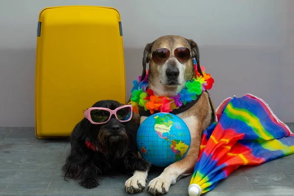 Big yellow dog and small black dog with sunglasses are ready for trip , they are with yellow suitcase, globe, umbrella. Concept of travel  with dogs.