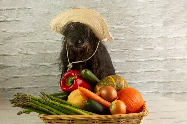 Funny schnauzer  with a basket of vegetables. In a basket there are courgettes, carrots, pumpkins, peppers, onions and asparagus from the garden