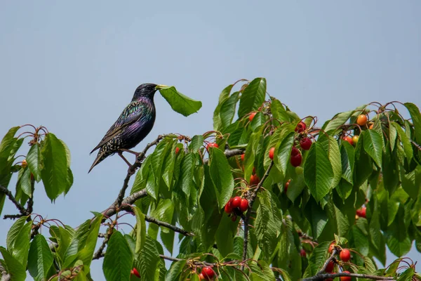 Stor Starling Körsbär Gren Sommaren — Stockfoto