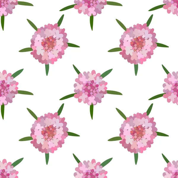 Starflowers Scabiosa Fresh Pink Flowers Floral Seamless Pattern — Stock Vector