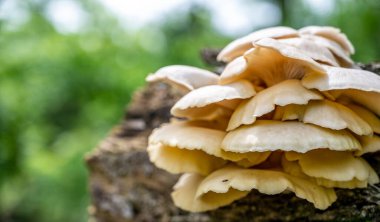 Ormanda çürüyen bir kütükte büyüyen beyaz istiridye mantarları.