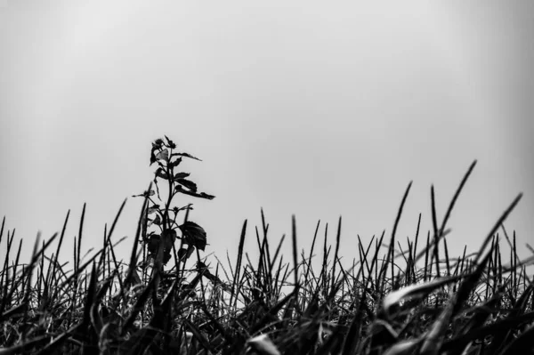 맛있는 옥수수 밭 위로 우뚝 솟아 있는 제초제에 대한 저항력 이 있는 잡초 — 스톡 사진