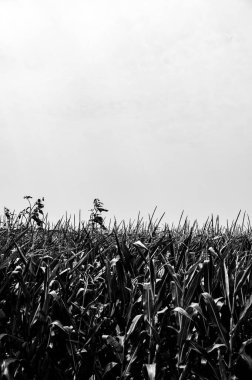 Ufuk çizgisine karşı dayanıklı otlar püsküllü mısır tarlasının üstünde