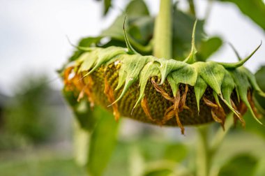 Yapraklar solmaya başladıktan sonra ayçiçeğinin başındaki sarkmaya odaklan