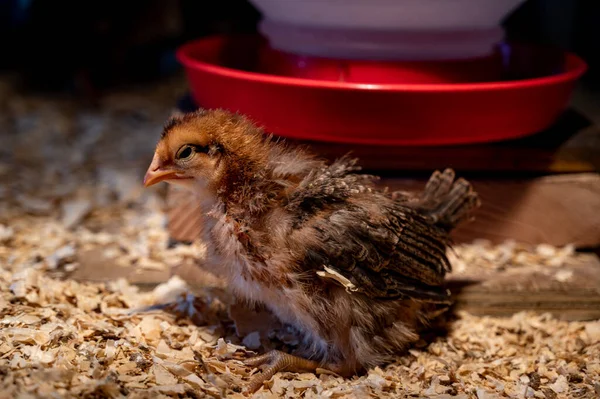 Young chicks inside a chicken brooder cage with a heat lamp, wood shaving bedding, food and water — Stock Photo, Image