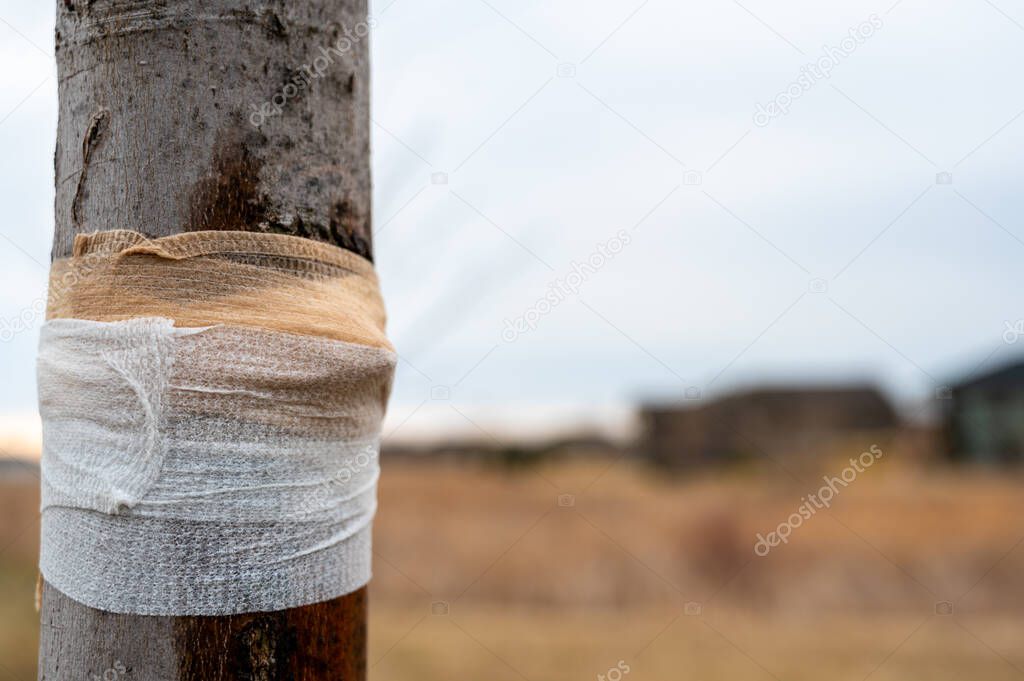 Damaged tree with sap weeping down the bark and a protective bandage wrap