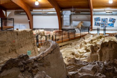 Hot Springs, South Dakota -10.2021: bones being excavated at the Mammoth Dig site caused by a collapsed sink hole clipart