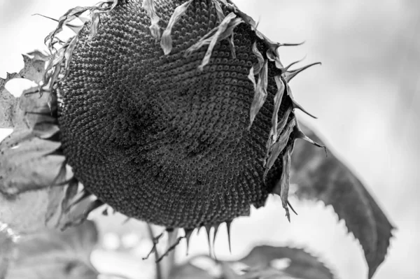 Yapraklar solmaya başladıktan sonra ayçiçeğinin başındaki sarkmaya odaklan — Stok fotoğraf