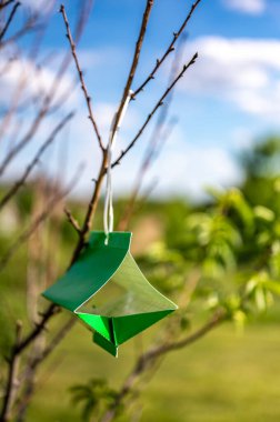 Böcek yetişkin istilasını izlemek için feromon içeren meyve ağacı güvesi yapışkan tuzağı.