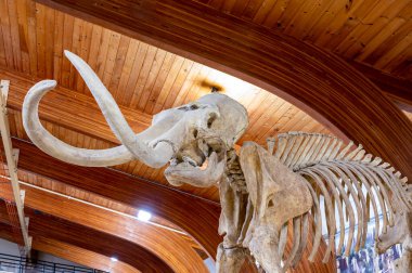 Hot Springs, Güney Dakota - 10.2021: Çökmüş bir lavabo deliğinin sebep olduğu kazı alanında kemikler bulundu